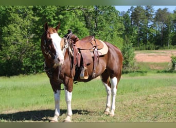 Appaloosa, Caballo castrado, 11 años, Alazán-tostado