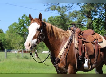 Appaloosa, Caballo castrado, 11 años, Alazán-tostado