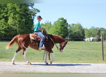 Appaloosa, Caballo castrado, 11 años, Alazán-tostado