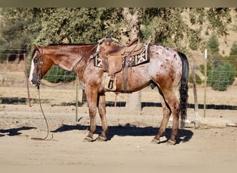 Appaloosa, Caballo castrado, 11 años, Castaño rojizo