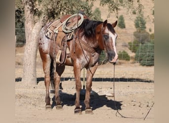 Appaloosa, Caballo castrado, 11 años, Castaño rojizo