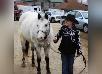 Appaloosa, Caballo castrado, 12 años, 137 cm, Tordo