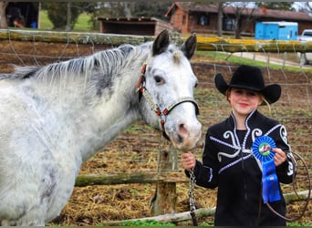 Appaloosa, Caballo castrado, 12 años, 137 cm, Tordo