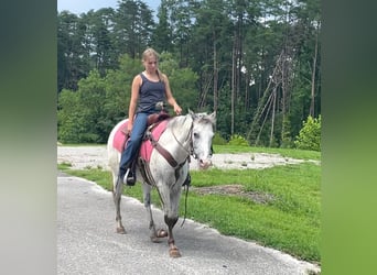 Appaloosa, Caballo castrado, 12 años, 137 cm, Tordo