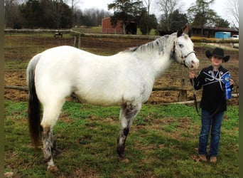 Appaloosa, Caballo castrado, 12 años, 137 cm, Tordo