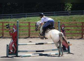 Appaloosa, Caballo castrado, 12 años, 137 cm, Tordo