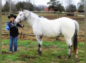 Appaloosa, Caballo castrado, 12 años, 137 cm, Tordo