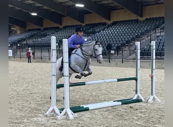 Appaloosa, Caballo castrado, 12 años, 137 cm, Tordo