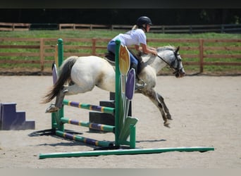 Appaloosa, Caballo castrado, 12 años, 137 cm, Tordo