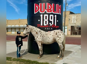 Appaloosa, Caballo castrado, 12 años, 142 cm, Castaño rojizo