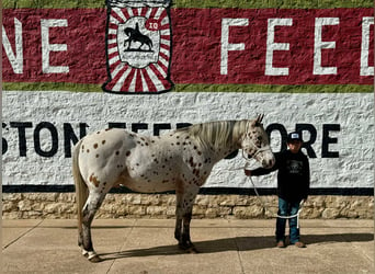 Appaloosa, Caballo castrado, 12 años, 142 cm, Castaño rojizo