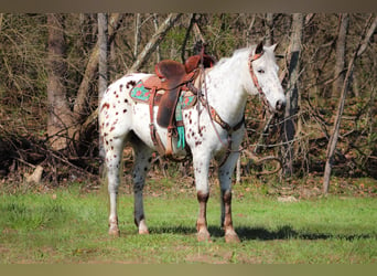 Appaloosa, Caballo castrado, 12 años, 145 cm, White/Blanco