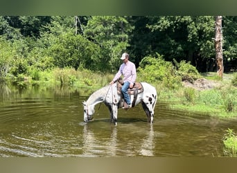 Appaloosa, Caballo castrado, 12 años, 147 cm