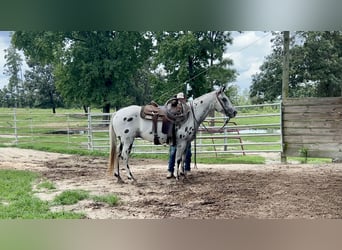 Appaloosa, Caballo castrado, 12 años, 147 cm