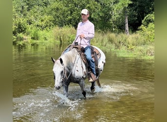 Appaloosa, Caballo castrado, 12 años, 147 cm