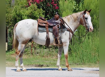 Appaloosa, Caballo castrado, 12 años, 150 cm, Ruano alazán