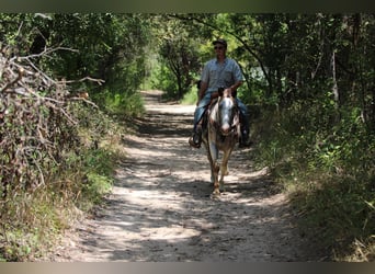 Appaloosa, Caballo castrado, 12 años, 150 cm, Ruano alazán