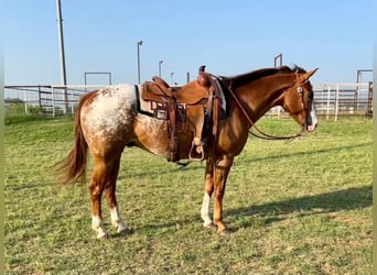 Appaloosa, Caballo castrado, 12 años, 152 cm, Alazán rojizo