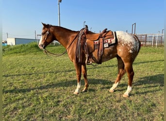 Appaloosa, Caballo castrado, 12 años, 152 cm, Alazán rojizo