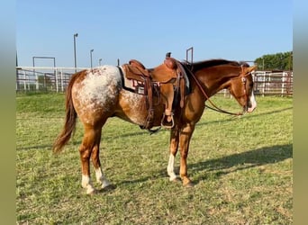 Appaloosa, Caballo castrado, 12 años, 152 cm, Alazán rojizo