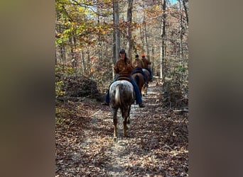 Appaloosa, Caballo castrado, 12 años, 152 cm, Alazán-tostado