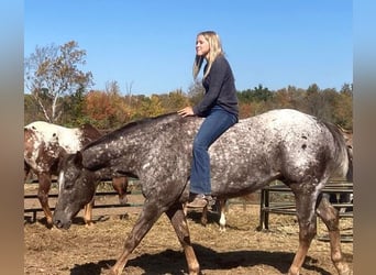 Appaloosa, Caballo castrado, 12 años, 152 cm, Alazán-tostado