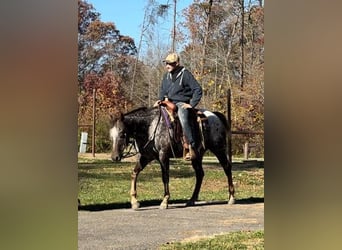 Appaloosa, Caballo castrado, 12 años, 152 cm, Alazán-tostado