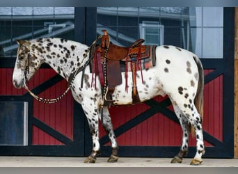 Appaloosa, Caballo castrado, 12 años, 152 cm, Atigrado/Moteado