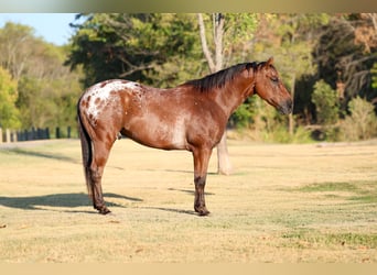 Appaloosa, Caballo castrado, 12 años, 152 cm