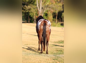 Appaloosa, Caballo castrado, 12 años, 152 cm