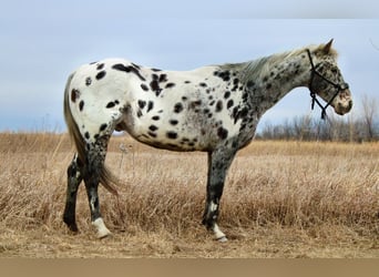 Appaloosa, Caballo castrado, 12 años, 152 cm, White/Blanco