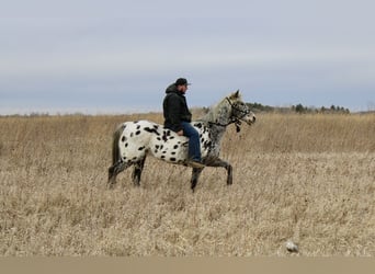 Appaloosa, Caballo castrado, 12 años, 152 cm, White/Blanco