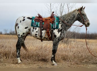 Appaloosa, Caballo castrado, 12 años, 152 cm, White/Blanco