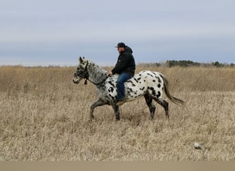 Appaloosa, Caballo castrado, 12 años, 152 cm, White/Blanco