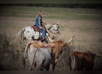 Appaloosa, Caballo castrado, 12 años, 152 cm, White/Blanco