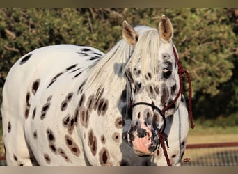 Appaloosa, Caballo castrado, 12 años, 152 cm, White/Blanco