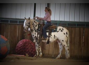 Appaloosa, Caballo castrado, 12 años, 152 cm, White/Blanco