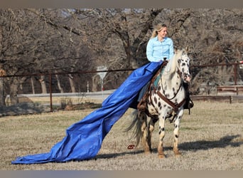 Appaloosa, Caballo castrado, 12 años, 152 cm, White/Blanco