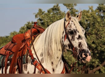 Appaloosa, Caballo castrado, 12 años, 152 cm, White/Blanco