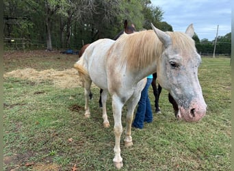 Appaloosa, Caballo castrado, 12 años, 152 cm, White/Blanco