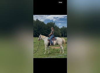 Appaloosa, Caballo castrado, 12 años, 152 cm, White/Blanco
