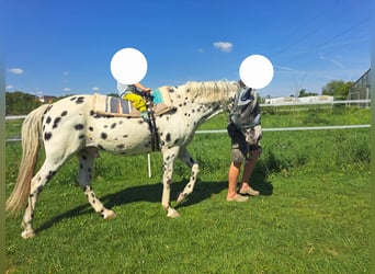 Appaloosa, Caballo castrado, 12 años, 153 cm, Atigrado/Moteado