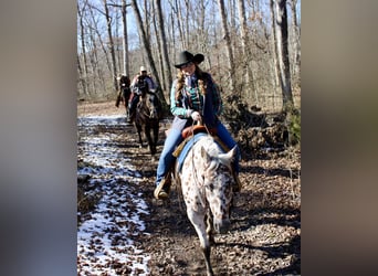 Appaloosa, Caballo castrado, 12 años, 155 cm, Alazán-tostado