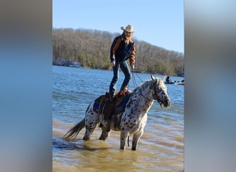 Appaloosa, Caballo castrado, 12 años, 155 cm, Alazán-tostado