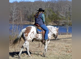 Appaloosa, Caballo castrado, 12 años, 155 cm, Alazán-tostado