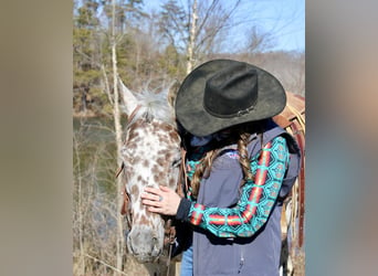 Appaloosa, Caballo castrado, 12 años, 155 cm, Alazán-tostado