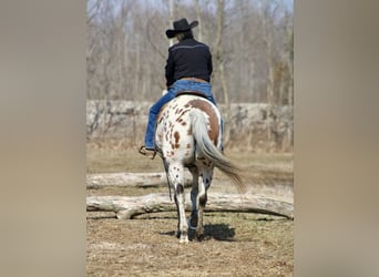 Appaloosa, Caballo castrado, 12 años, 155 cm, Alazán-tostado