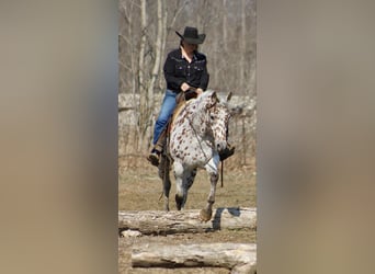 Appaloosa, Caballo castrado, 12 años, 155 cm, Alazán-tostado