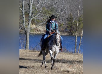 Appaloosa, Caballo castrado, 12 años, 155 cm, Alazán-tostado