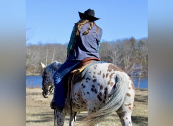 Appaloosa, Caballo castrado, 12 años, 155 cm, Alazán-tostado